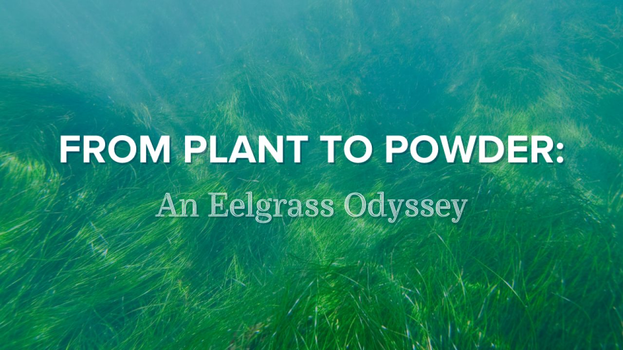 From Plant to Powder An Eelgrass Odyssey Coastal and Marine Sciences